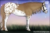 Horse Color:Chestnut Splash Varnish 