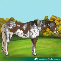 Horse Color:Chocolate Palomino Sabino Rabicano and Liver Chestnut Sabino Rabicano