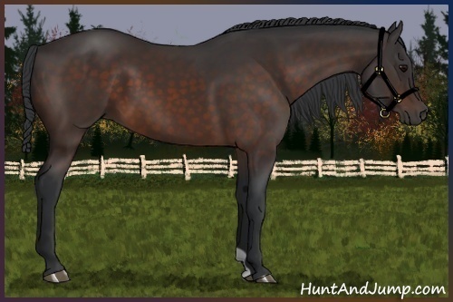 Horse Color:Brown 