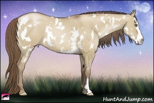Horse Color:White Spotted Grullo Pearl Frame 