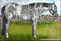 Horse Color:White Spotted Black Chinchilla Sabino Rabicano and White Spotted Buckskin Chinchilla Sabino Rabicano