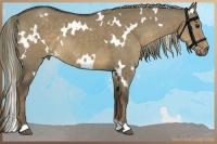Horse Color:White Spotted Liver Red Dun 