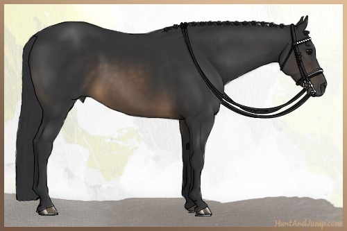 Horse Color:Buckskin Rabicano