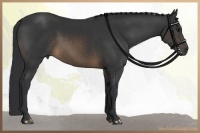 Horse Color:Buckskin Rabicano 