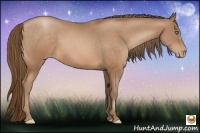 Horse Color:Bay Pearl