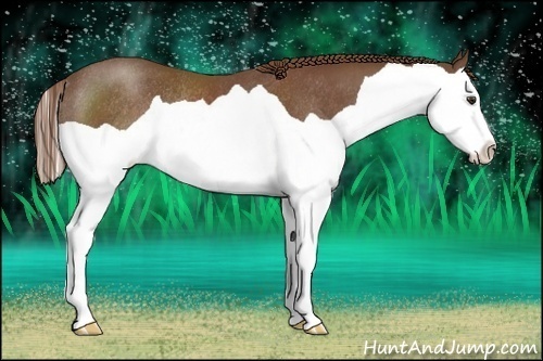 Horse Color:Chestnut Splash Rabicano 