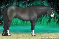 Horse Color:Black Splash