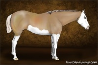 Horse Color:Palomino Splash 