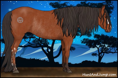 Horse Color:Bay Rabicano  and Bay Rabicano 