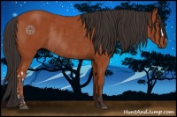 Horse Color:Bay Rabicano  and Bay Rabicano 
