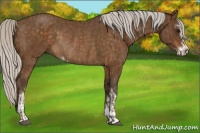 Horse Color:Silver Buckskin Sabino Rabicano  and Silver Buckskin Sabino Rabicano 