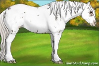 Horse Color:Silver Black Sabino 