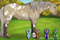 Horse Color:White Spotted Silver Grullo Sabino 