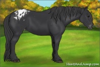 Horse Color:Black Appaloosa