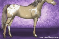 Horse Color:White Spotted Chocolate Palomino Dun Appaloosa Rabicano 