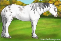 Horse Color:Brown Sabino