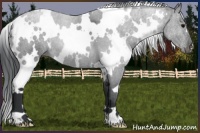Horse Color:White Spotted Black