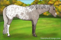 Horse Color:Silver Blue Roan Appaloosa 