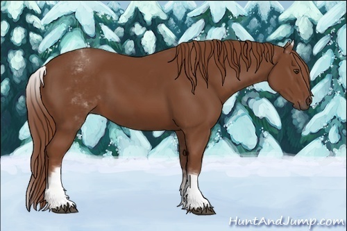 Horse Color:White Spotted Chestnut Sabino