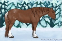 Horse Color:White Spotted Chestnut Sabino