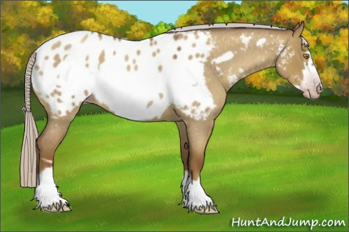 Horse Color:Gray Silver Classic Champagne Roan Dun Frame Appaloosa 