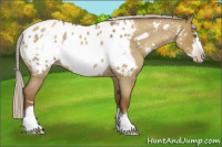 Horse Color:Gray Silver Classic Champagne Roan Dun Frame Appaloosa 