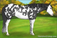 Horse Color:Black Splash Near Leopard Rabicano 