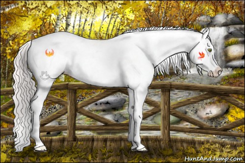 Horse Color:Silver Amber Champagne Roan Dun Splash Tobiano Frame Appaloosa Rabicano 