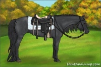 Horse Color:Blue Roan 