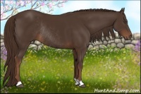 Horse Color:Liver Chestnut Rabicano 