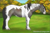 Horse Color:Grullo Sabino Tobiano 