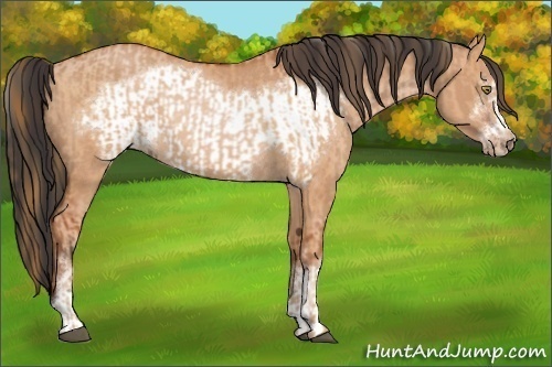 Horse Color:Bay Pearl Sabino Rabicano and Bay Dun Sabino Frame Rabicano