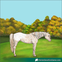 Horse Color:Red Dun Blanket 