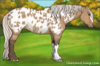 Horse Color:Silver Bay Dun Appaloosa 