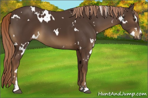 Horse Color:White Spotted Liver Chestnut Sabino 