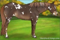 Horse Color:White Spotted Liver Chestnut Sabino 