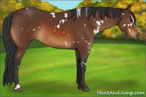Horse Color:White Spotted Bay Sabino 