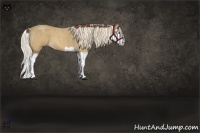 Horse Color:Palomino Roan Splash