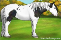 Horse Color:Midnight Black Ice Splash Tobiano 