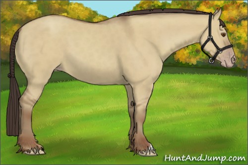 Horse Color:Classic Champagne Dun 