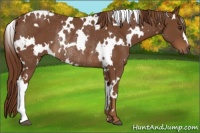 Horse Color:White Spotted Chestnut Rabicano