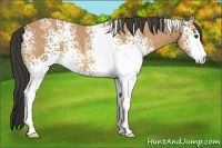 Horse Color:White Spotted Buckskin Sabino