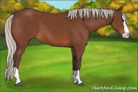 Horse Color:Silver Brown Splash