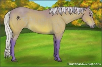 Horse Color:Watercolor Silver Brown 