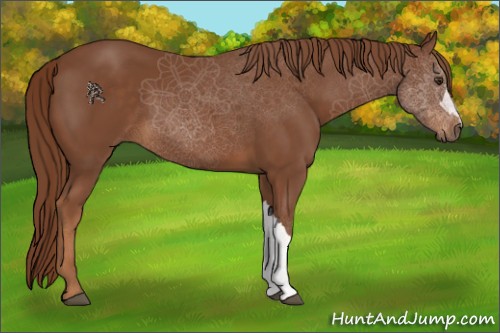 Horse Color:Chestnut 
