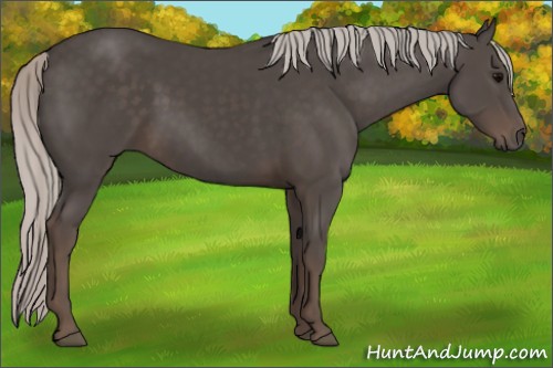 Horse Color:Silver Black