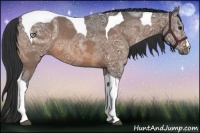 Horse Color:Buckskin Ice Tobiano 