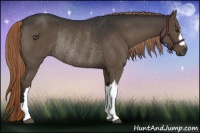 Horse Color:Liver Chestnut Rabicano 