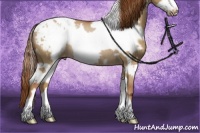 Horse Color:White Spotted Red Dun Frame Blanket Rabicano