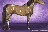 Horse Color:White Spotted Buckskin Snowflake Varnish Rabicano